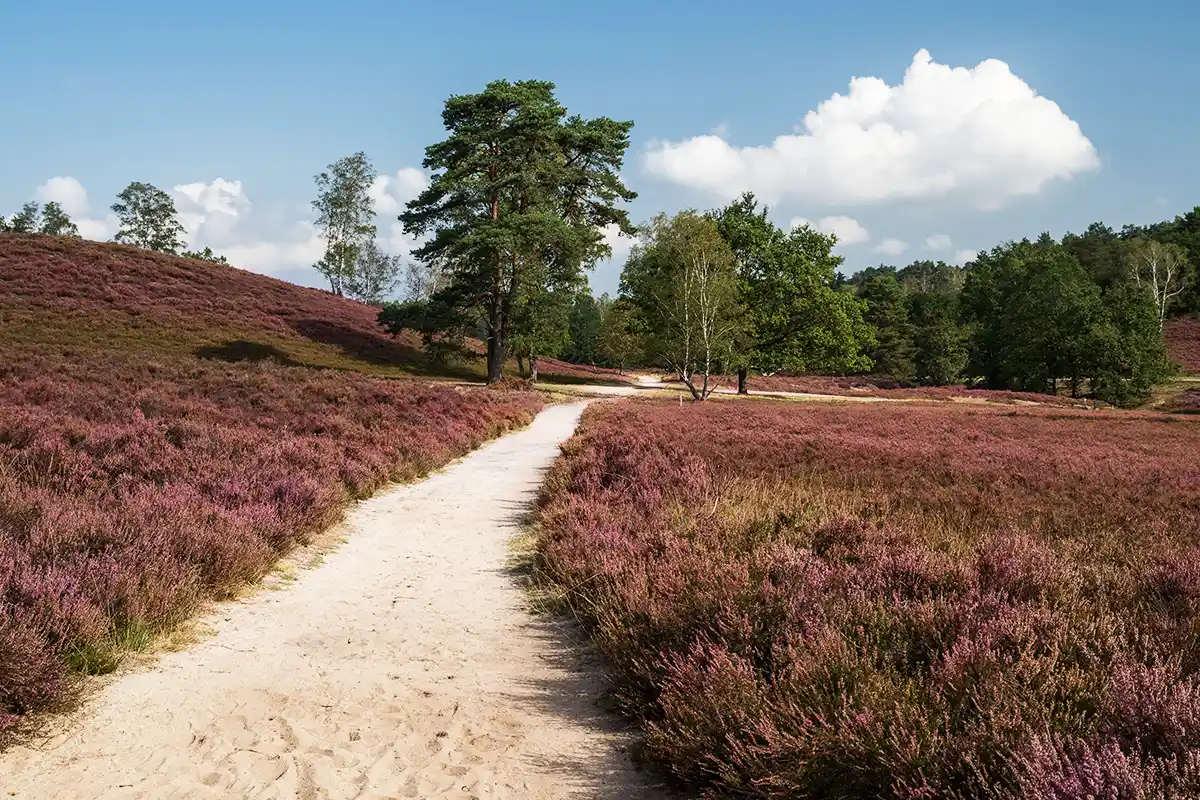 Fischbeker Heide