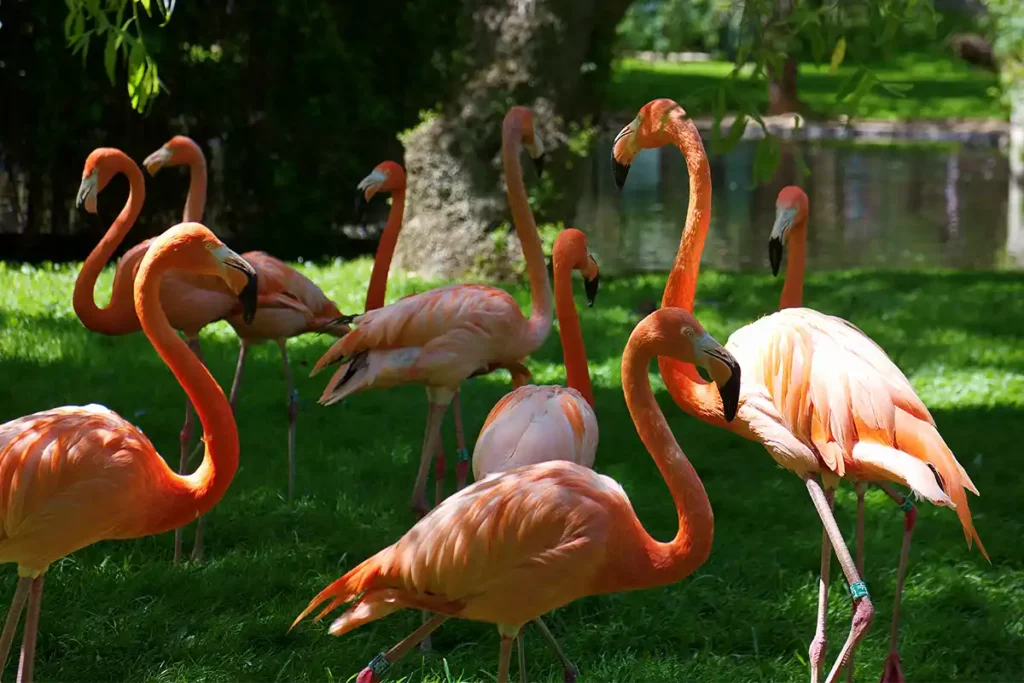 Grugapark Vogelfreifluganlage