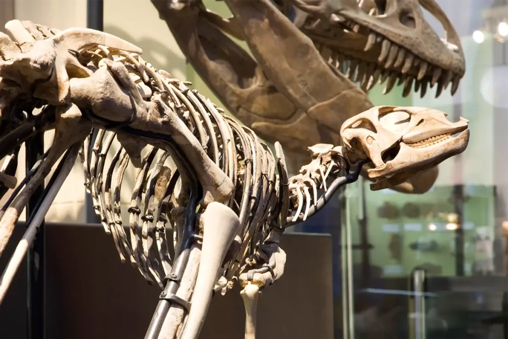 Museum für Naturkunde Berlin