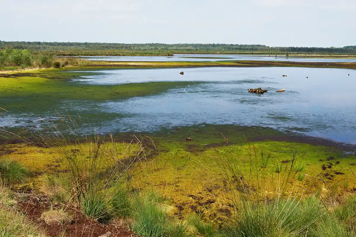 Naturschutzgebiet Moorguertel