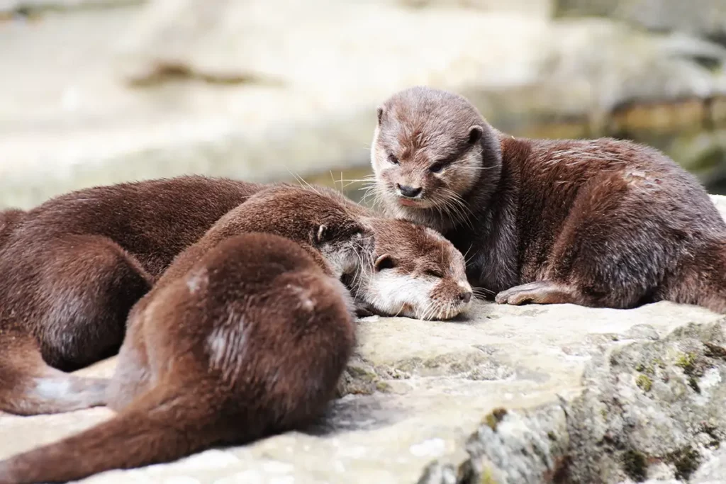Tierpark Berlin