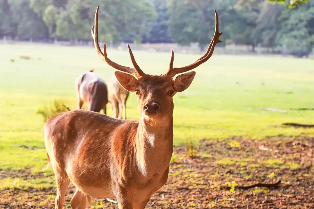 Wildgehege Heissiwald