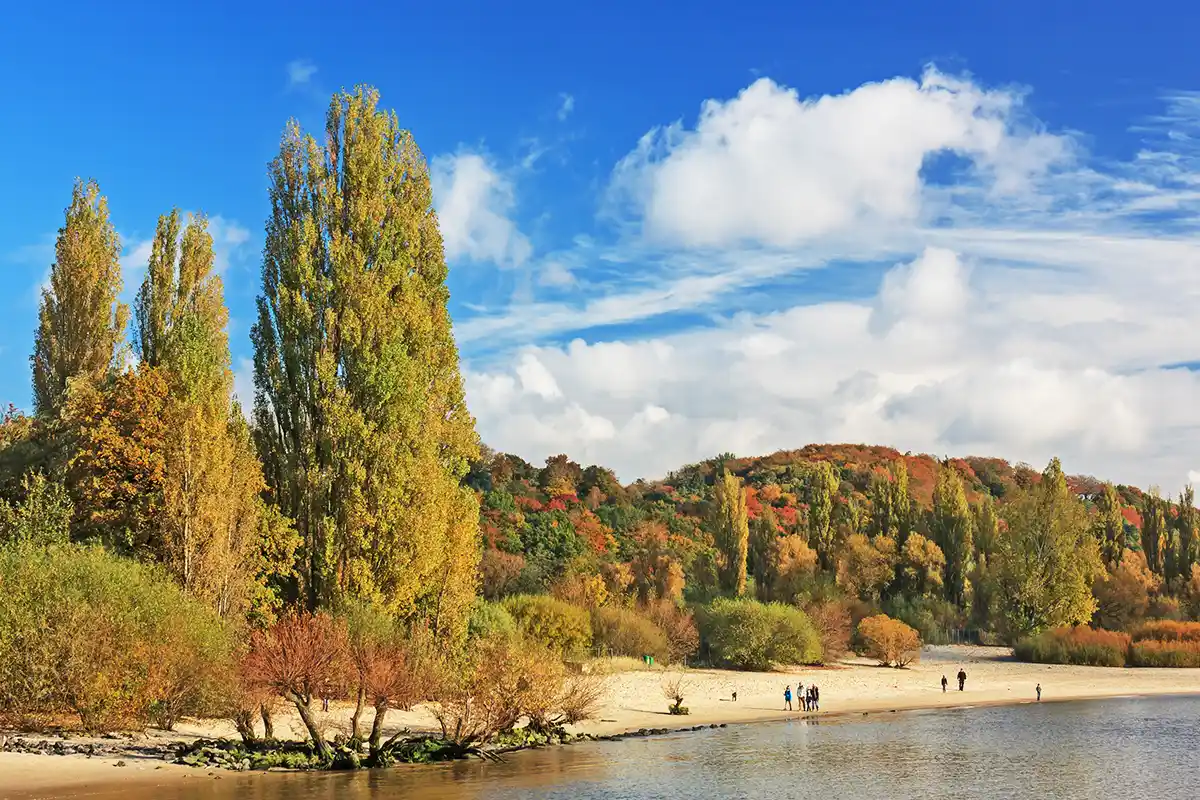 Wittenbergener Heide